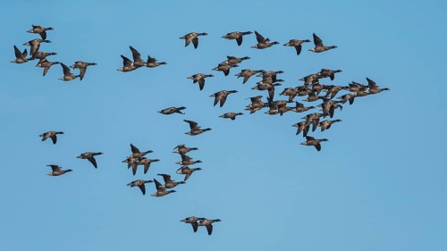 Brent Geese