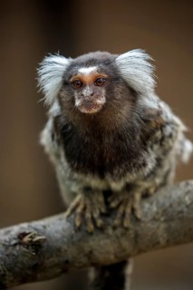 White-tufted marmoset