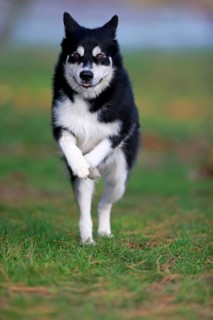 Alaskan Malamute