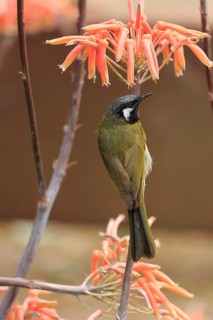 Black-throated Honeyeater