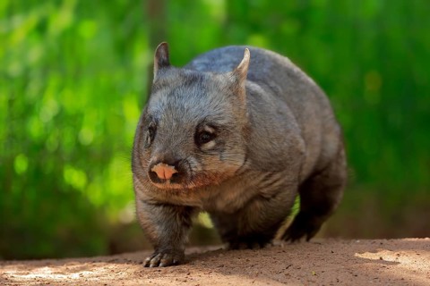 Southern hairy-nosed wombat
