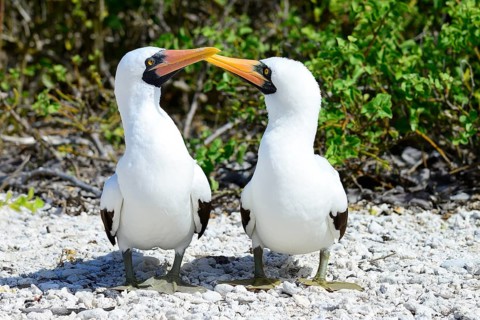 Two Nazca Boobies