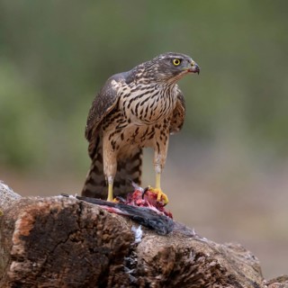 Northern goshawk