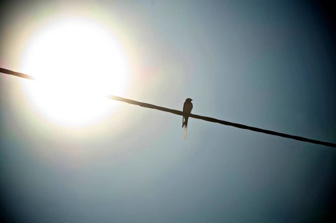 Swallow on power line