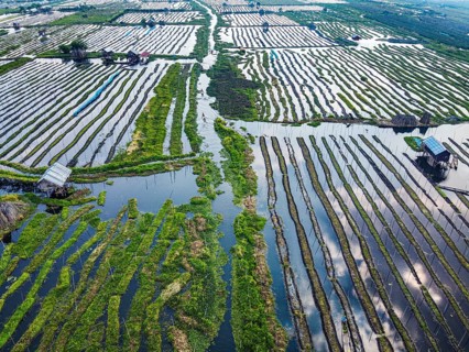 Aerial of the floating gardens