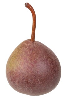 Pear variety Salzburger Butterbirne