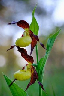 Yellow lady's slipper orchid