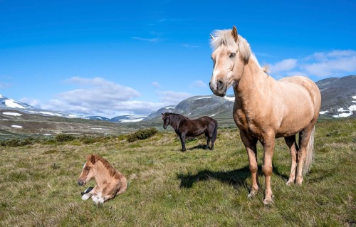 Norwegian fjord horses