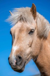 Norwegian fjord horse