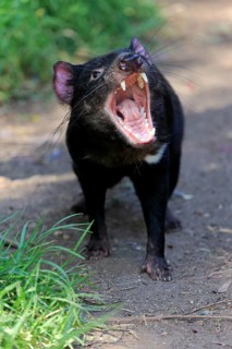 Tasmanian devil