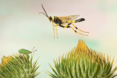 Amblyteles armatorius