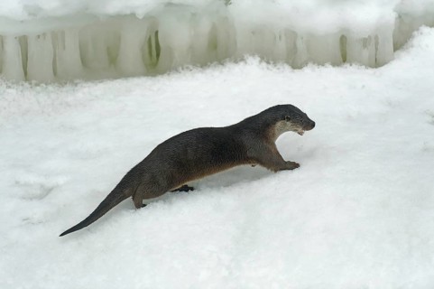 Otter