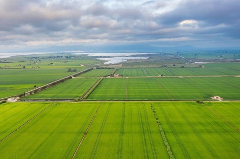 Rice fields