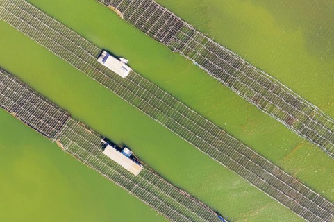Mussel and oyster farming in the Bahia del Fangar