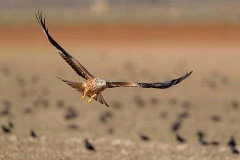 Red kite