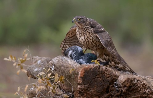 Northern goshawk