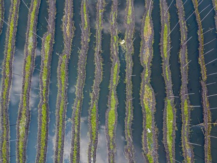 Aerial of the floating gardens