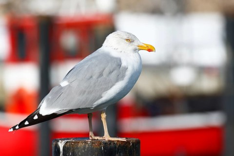 European herring gull
