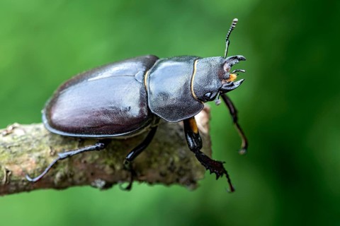 Anoplotrupes stercorosus