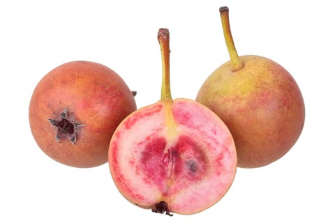 Pear variety Summerblood pear