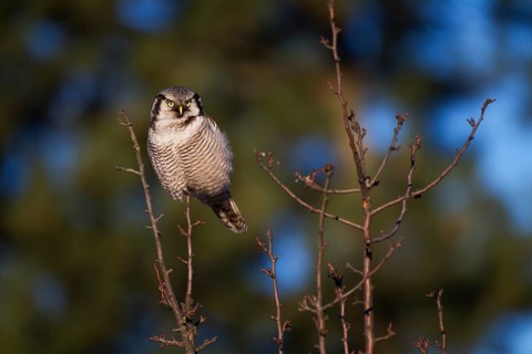 Northern Hawk Owl