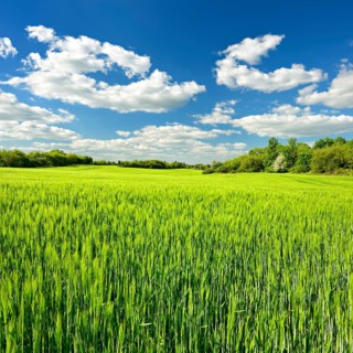 Green barley field bordered by hedges in spring