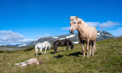 Norwegian fjord horses