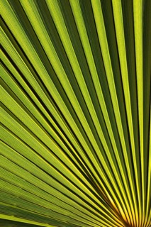 Leaf of a petticoat palm or Washington palm