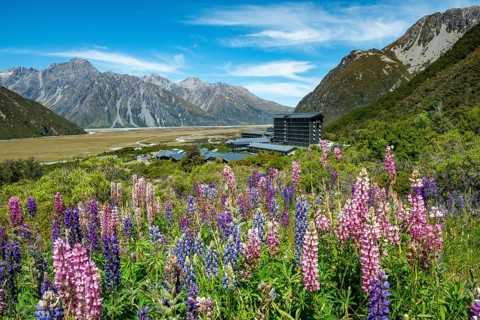 Purple Multileaved Lupines