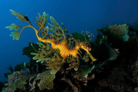 Leafy seadragon