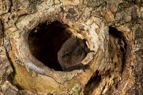 Nathusius's pipistrelle