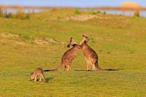 Eastern grey kangaroo