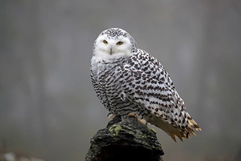 Snowy owl