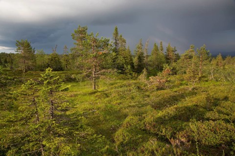 Riisitunturi National Park
