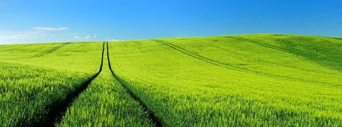 Endless green barley field in spring