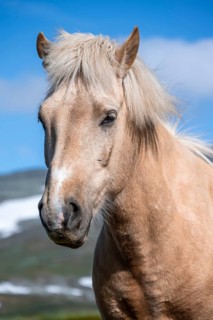 Norwegian fjord horse