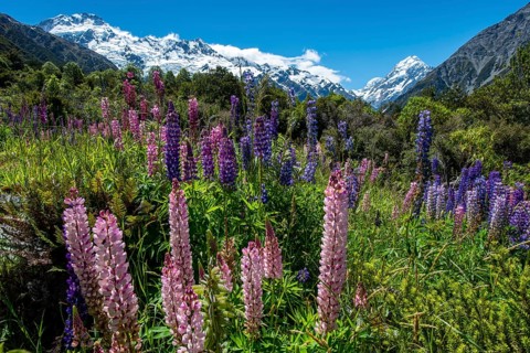 Purple multileaved lupines