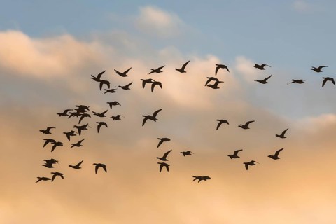 Brent Geese