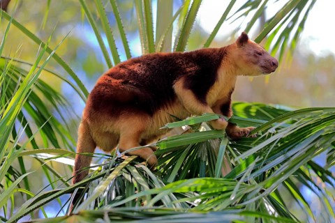 Goodfellow tree kangaroo