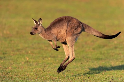Eastern grey kangaroo
