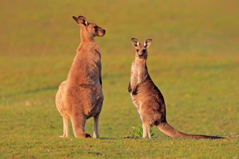 Eastern grey kangaroo