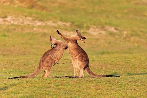 Eastern grey kangaroo