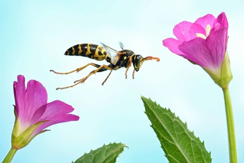 European paper wasp