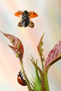 Seven-spott ladybird