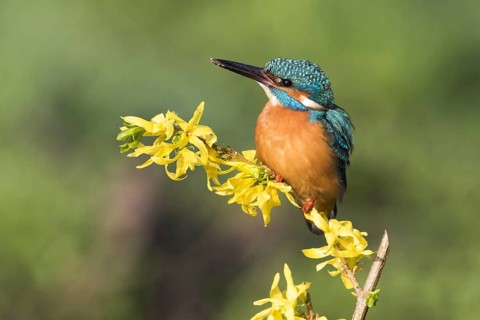 Common kingfisher