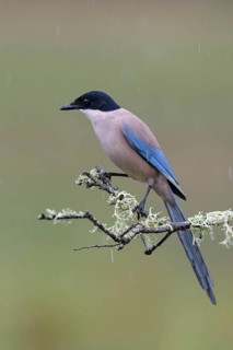Azure-winged Magpie