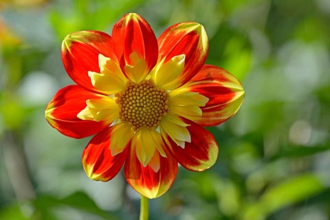 Dahlia