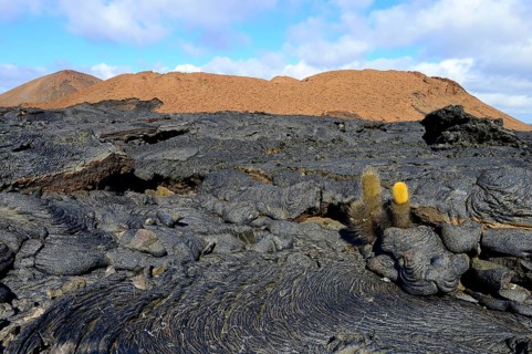 Lava cactus