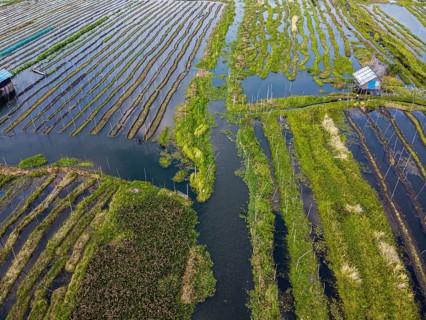 Aerial of the floating gardens