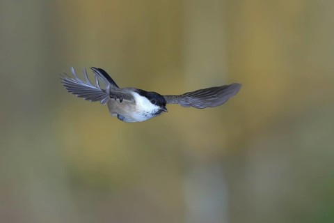 Willow tit